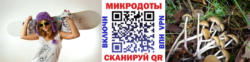 Купить  Армянск  Псилоцибиновые грибы Cubensis 